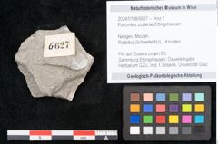 Foto (Objekt + Etikett) von Puccinites zosterae Ettingshausen (NHMW-GEO-2024-0188-6627)